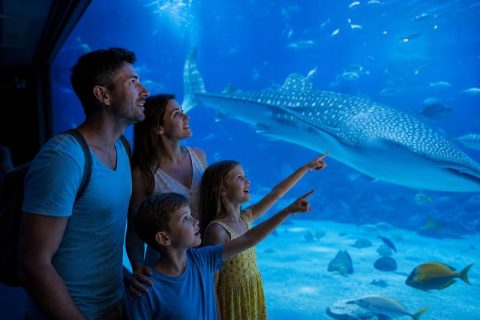 attraction-family
