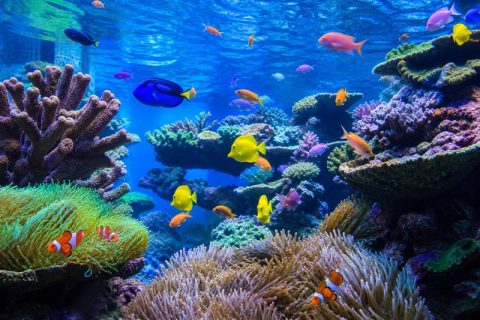 attraction-reef