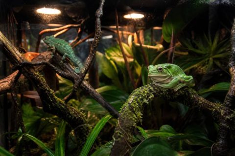 attraction-terrarium
